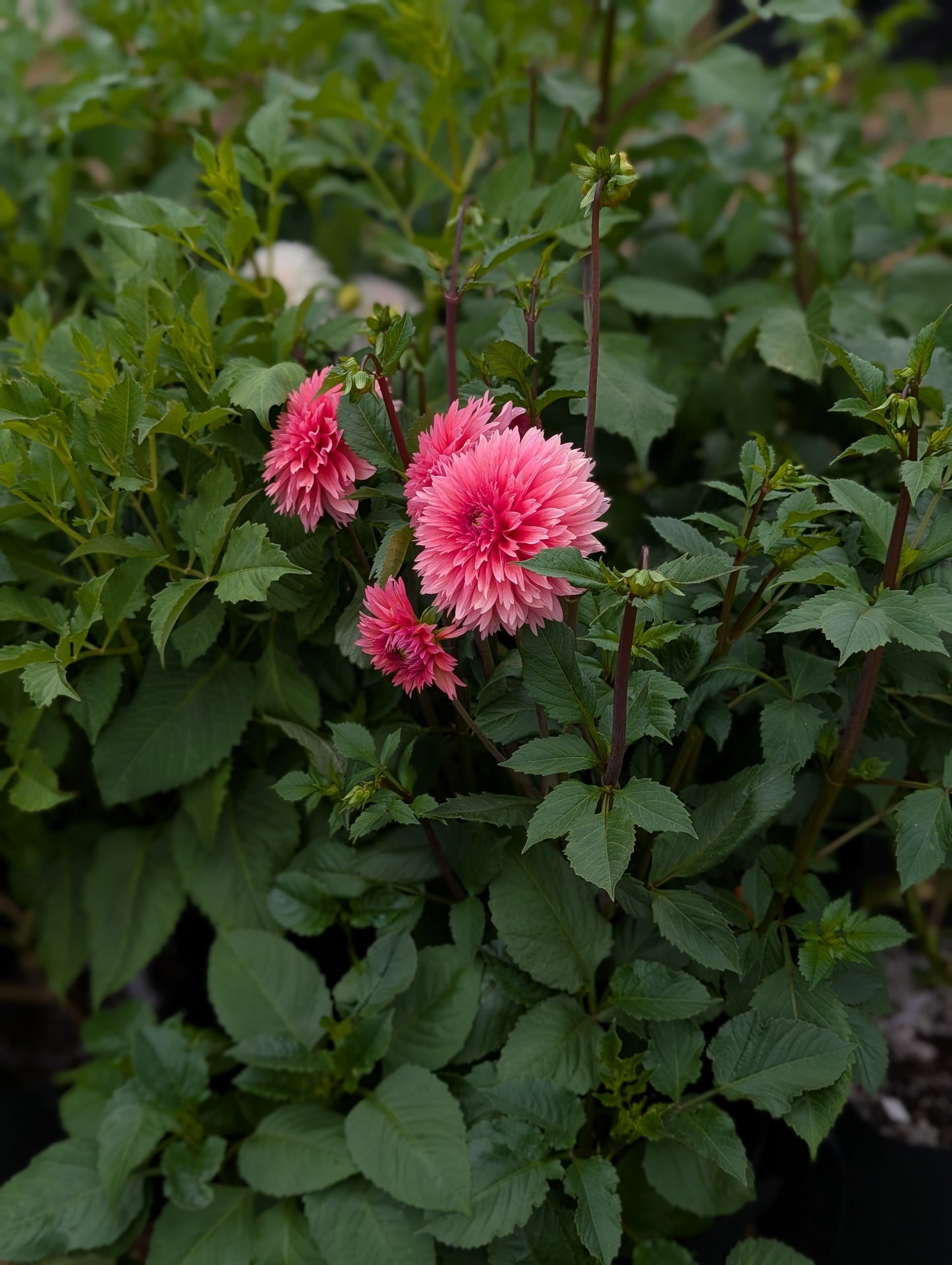 Lee’s Canella Fizz - TUBER