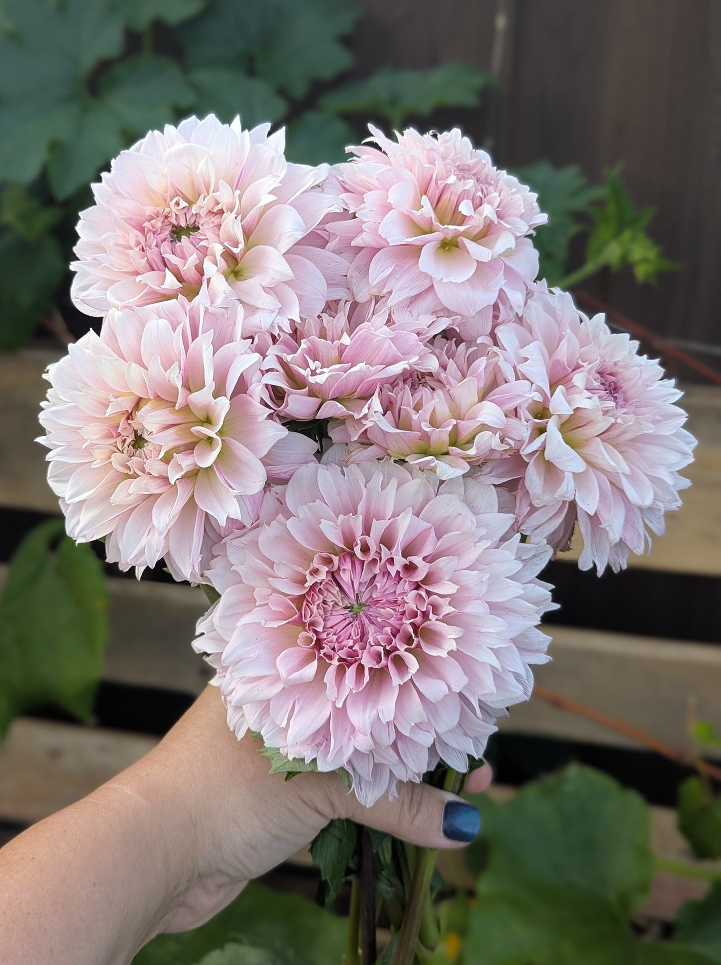 Lee’s Angelica - POTTED PLANT (3" Pot)