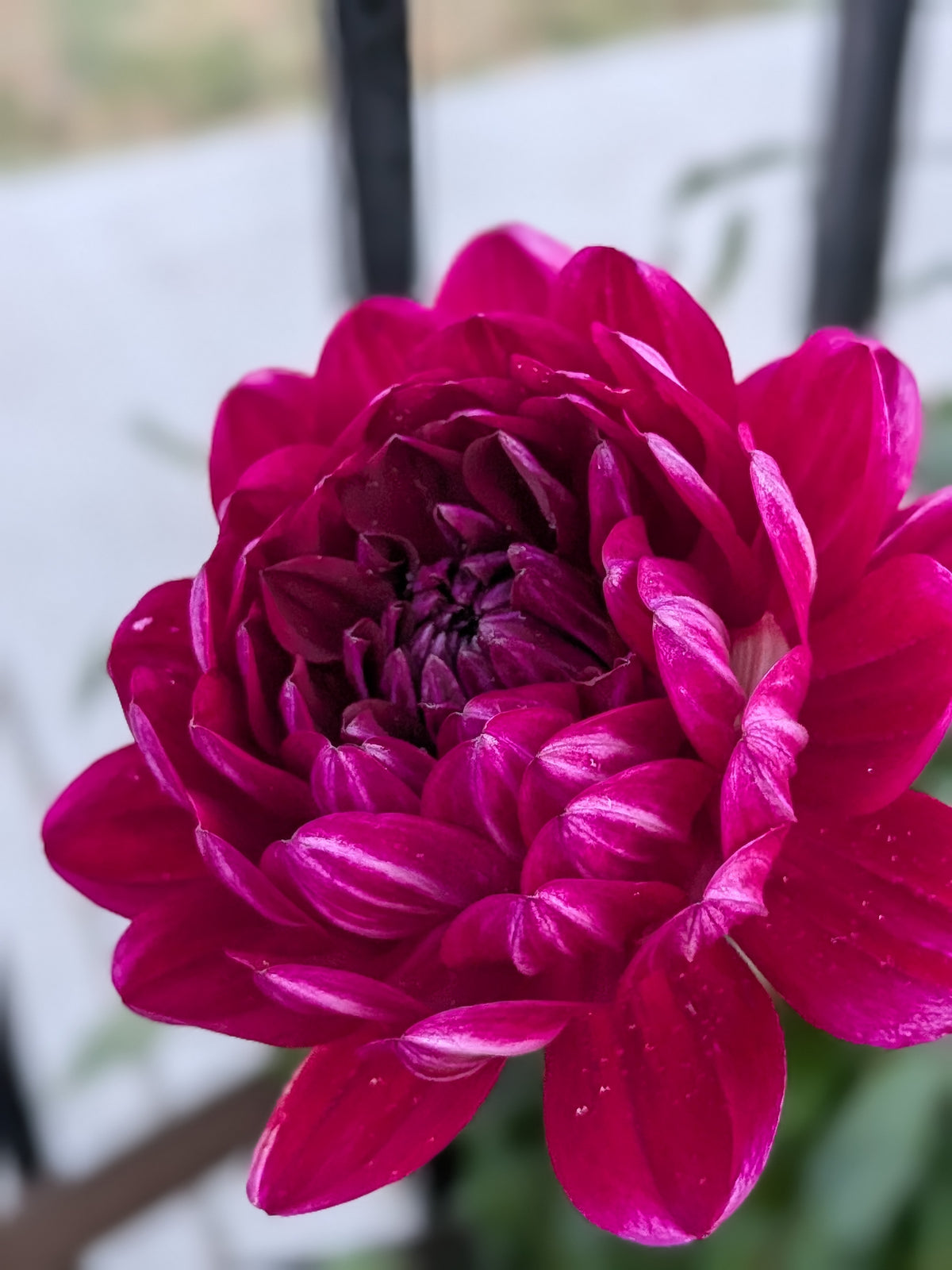 Sandia Bertha - TUBER