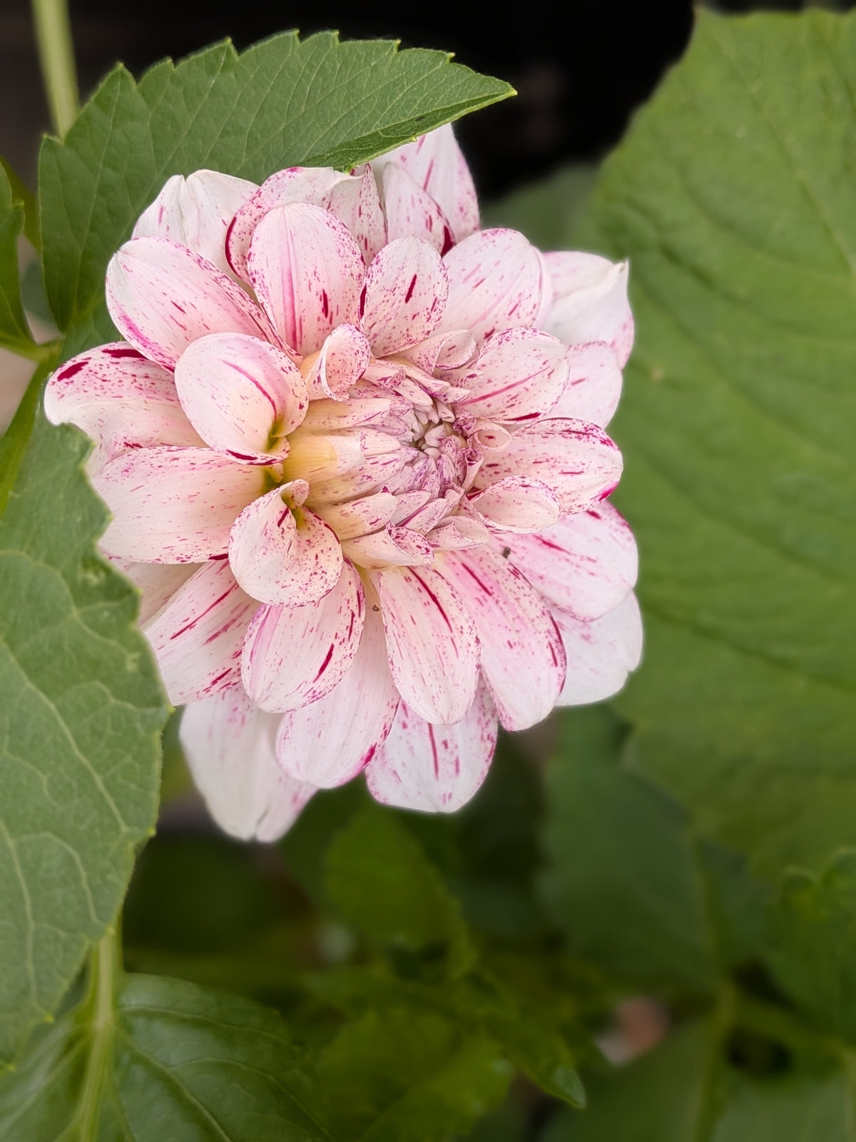 WB's Strawberry Shortcake - TUBER