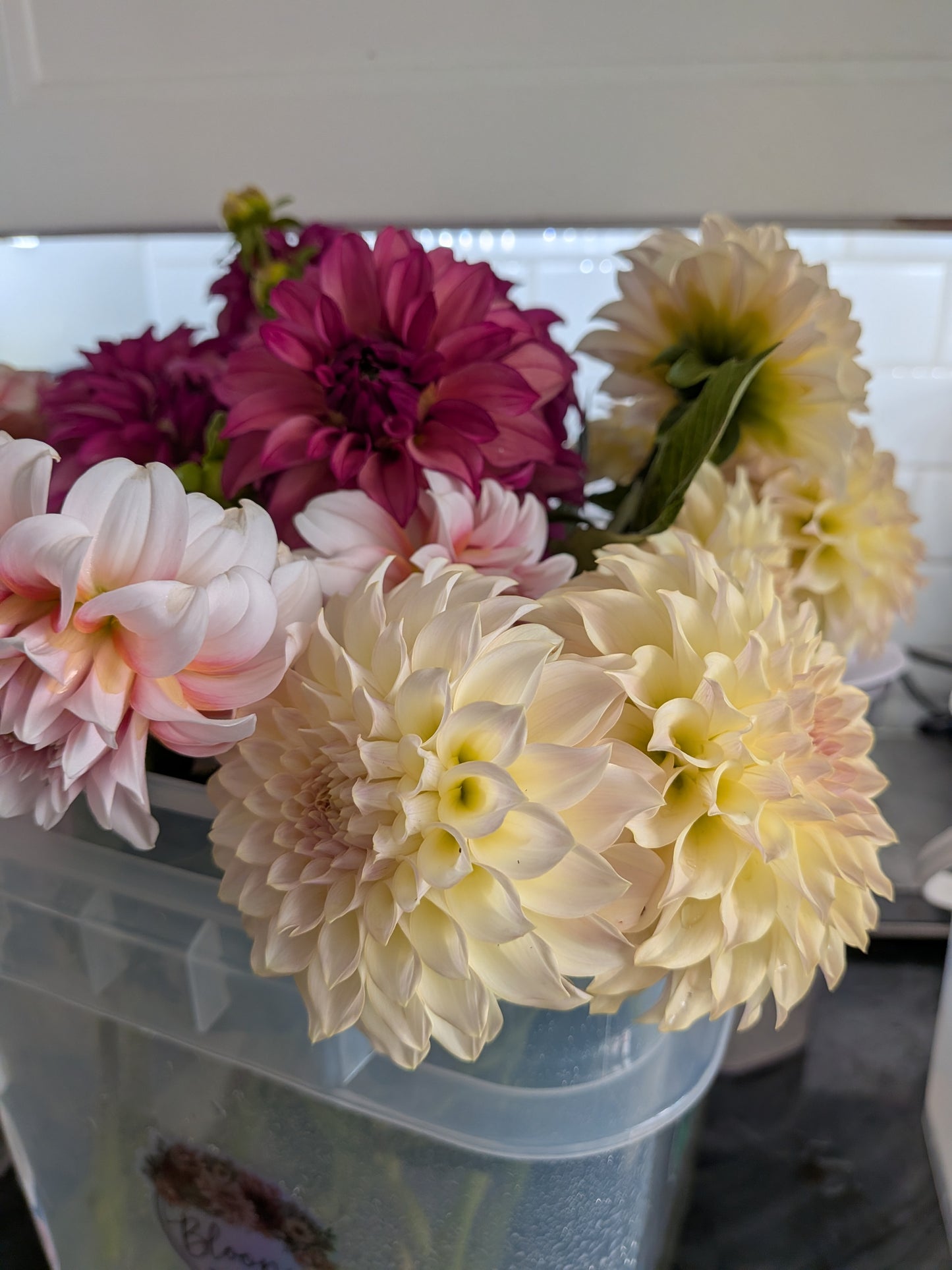 Fresh Cut Dahlia Flower - Single Stem