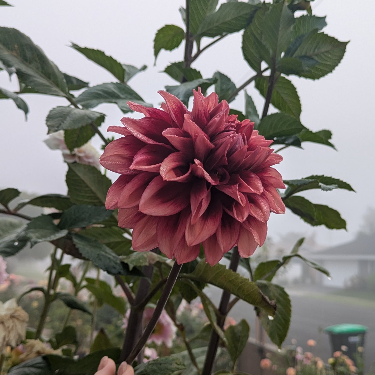 Bloomquist York - TUBER