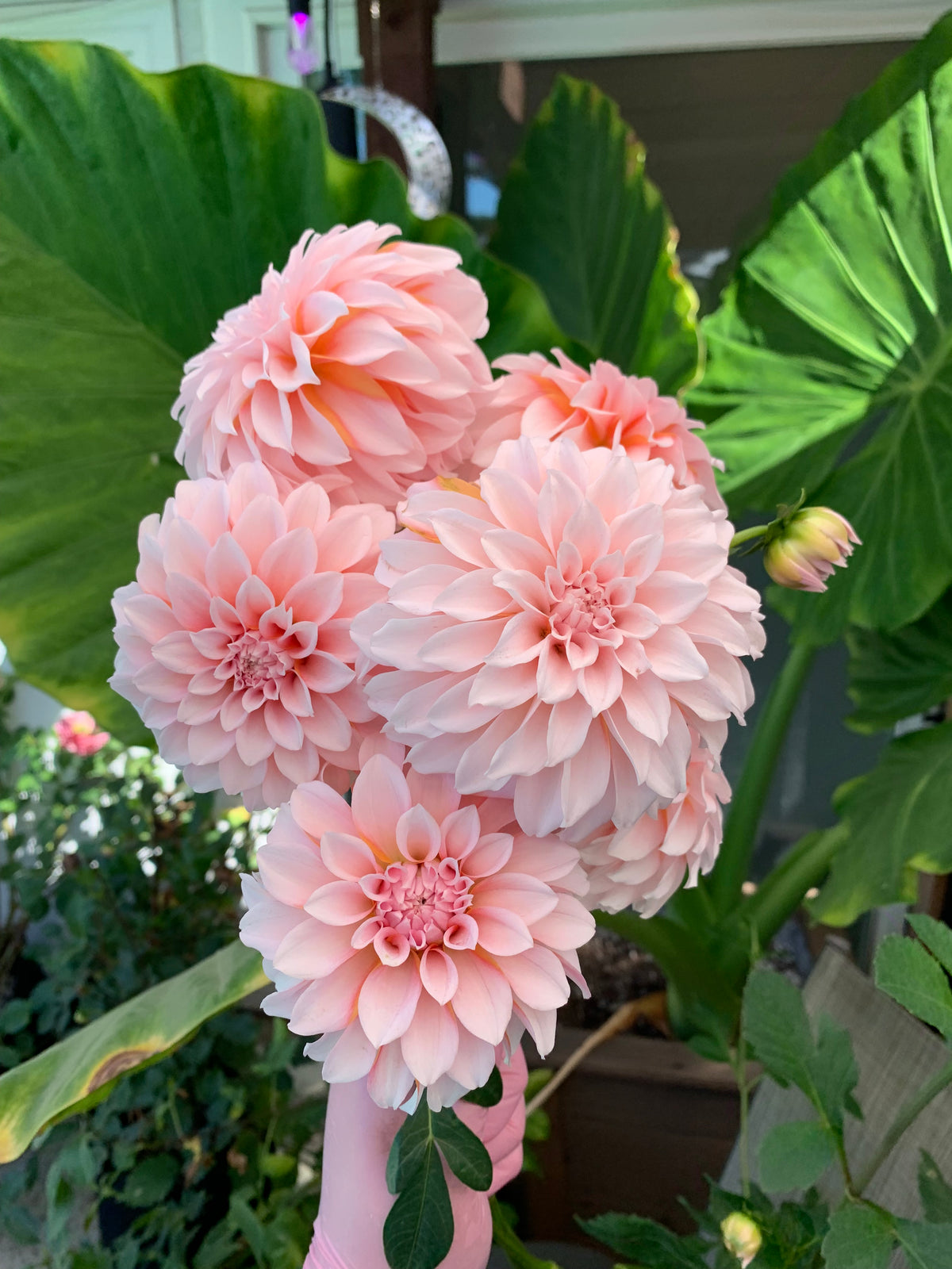 Lee's Dahlia Collection