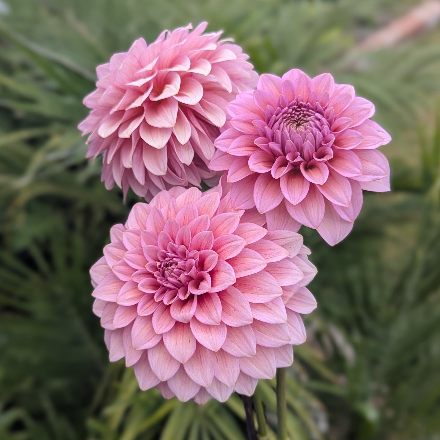 SPRING 2026 Rooted Cuttings Pre-Order