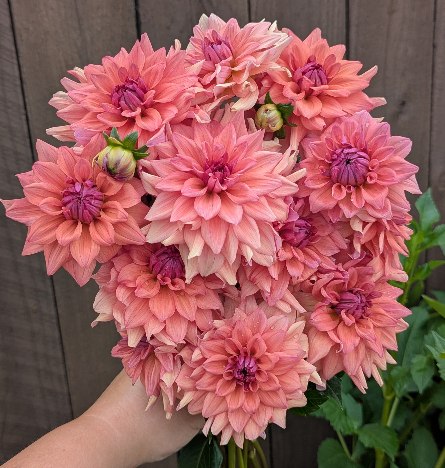 Lee's Mariposa- TUBER