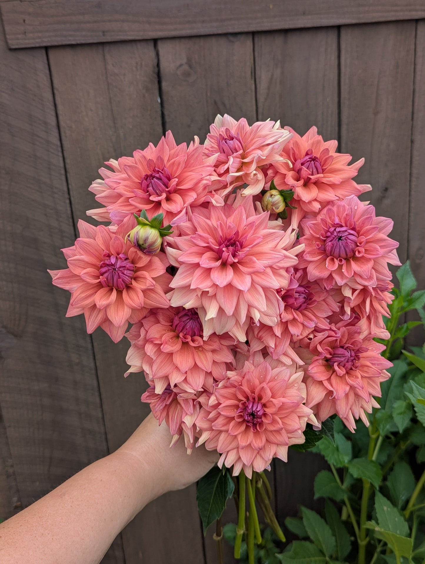 Lee's Mariposa- TUBER