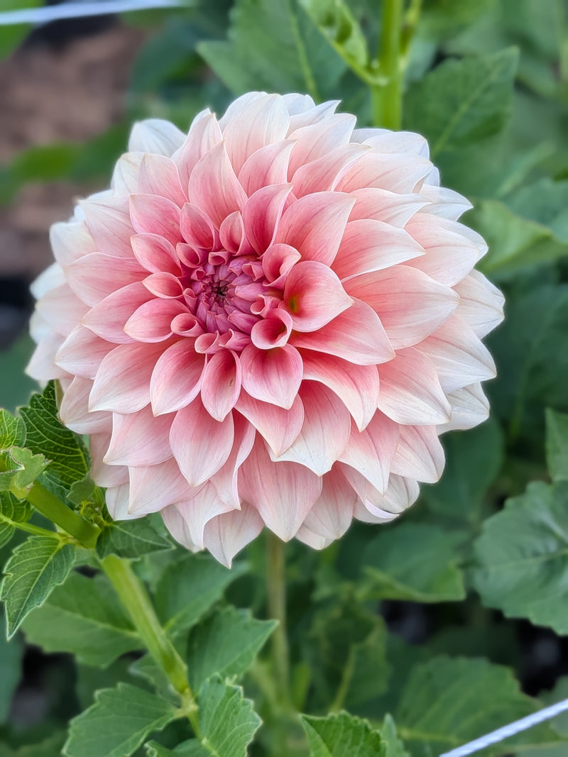 RM Peachy Pink - TUBER