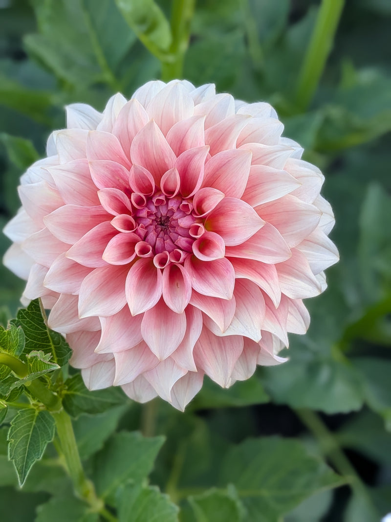 RM Peachy Pink - TUBER
