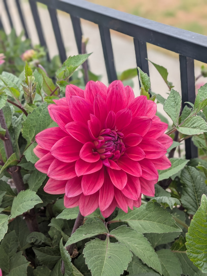 American Dawn - TUBER