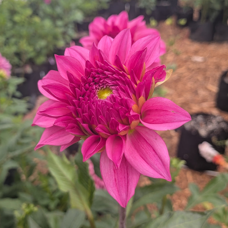 River's Bubblegum - TUBER