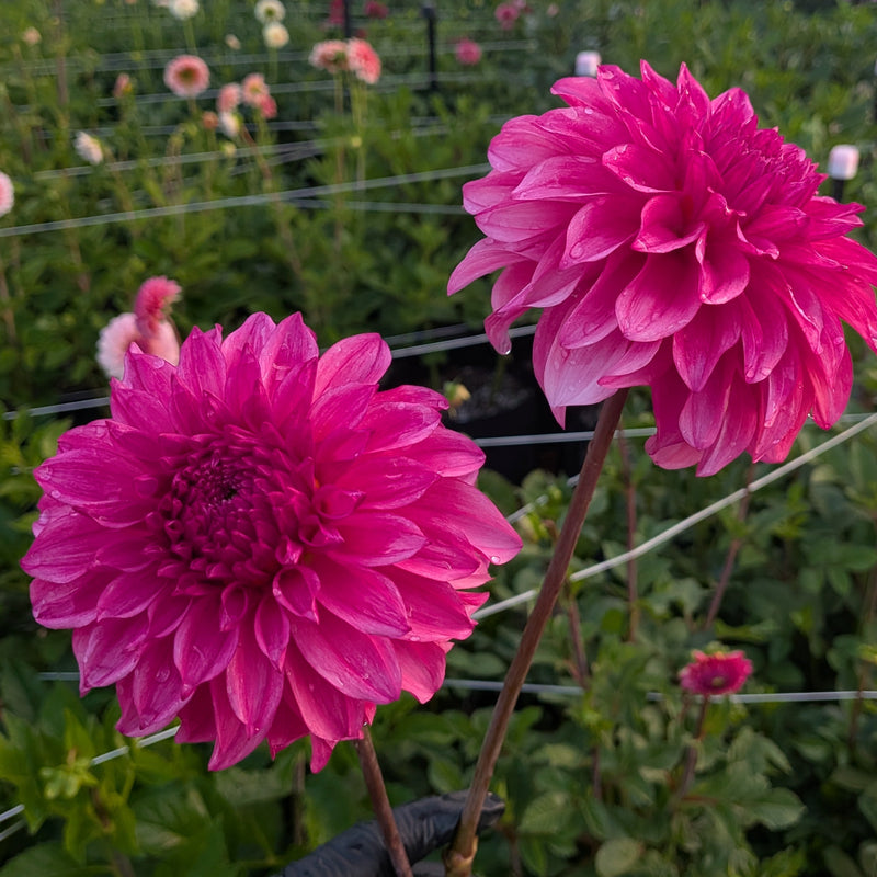 River's Bubblegum - TUBER