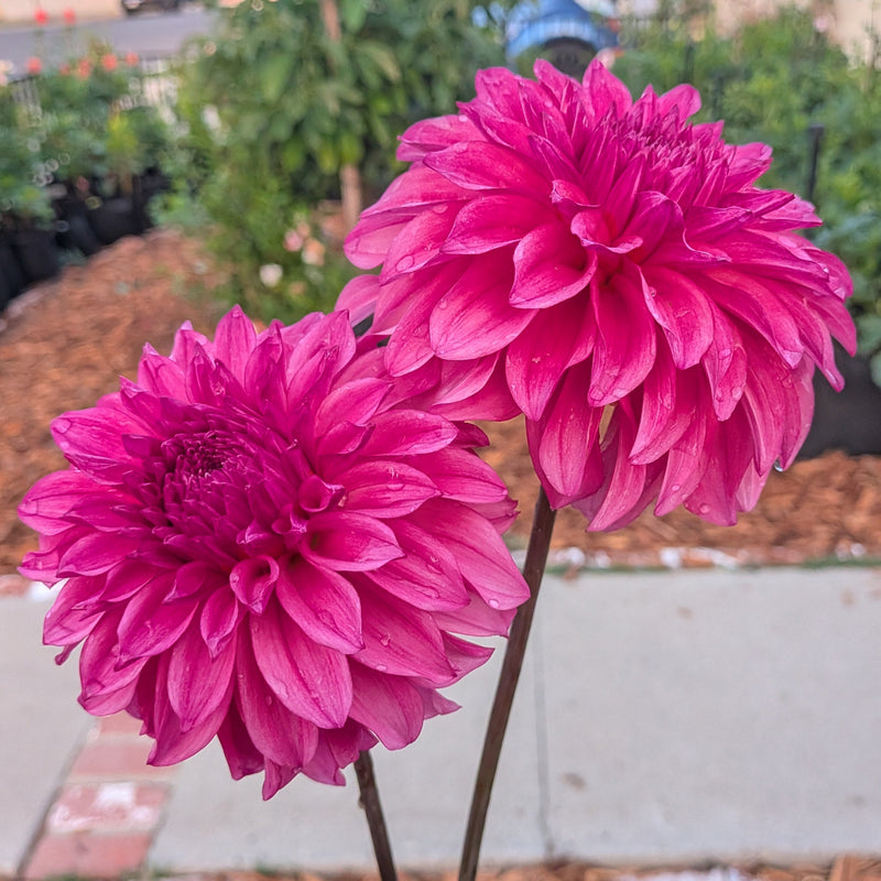 River's Bubblegum - TUBER