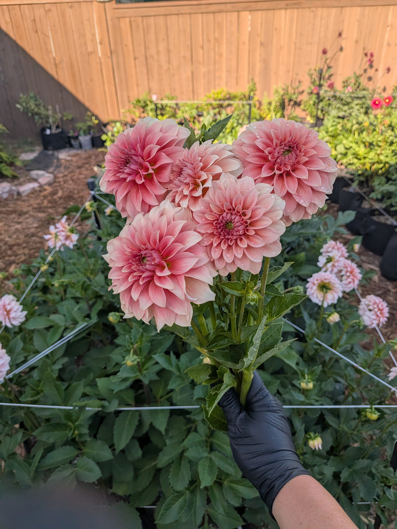 RM Peachy Pink - TUBER