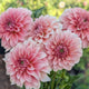 RM Peachy Pink - TUBER