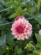 RM Rose Gold - TUBER