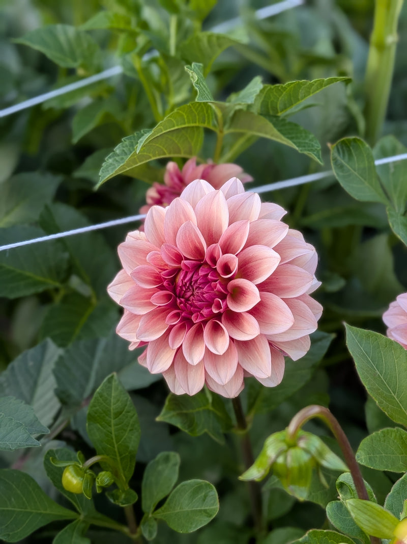 RM Rose Gold - TUBER