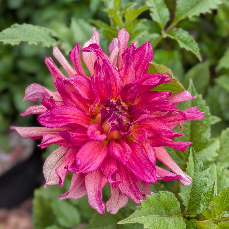 HBG Aurora Rose - TUBER