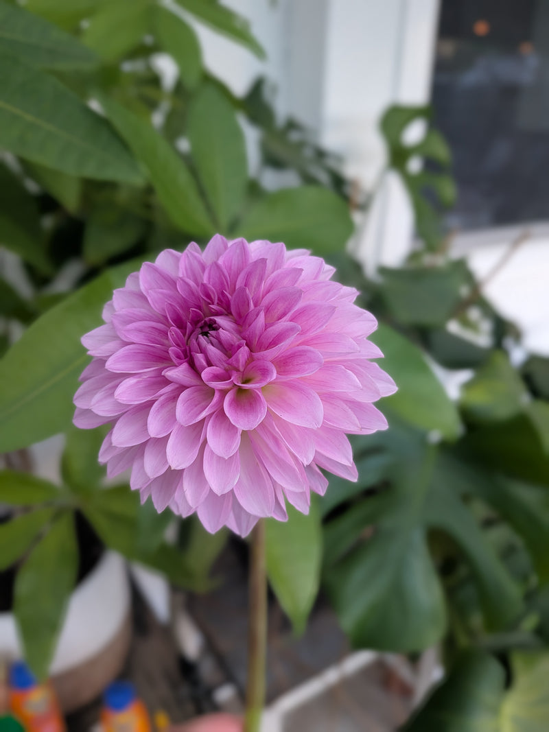 Bloomquist Grandiose - TUBER