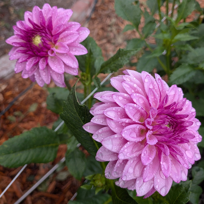 KA's® Dinah Flo - TUBER