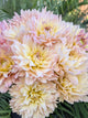 Burfoot Lotus - TUBER