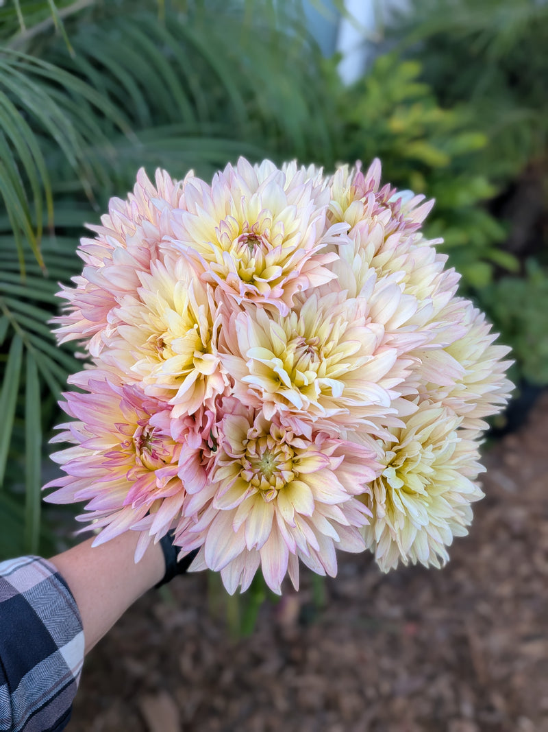 Burfoot Lotus - TUBER