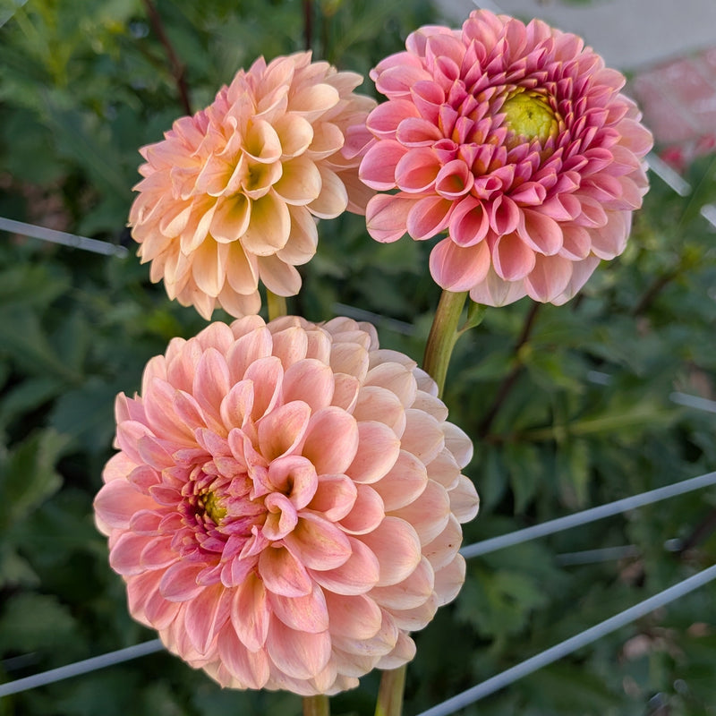 KA's® Sicilian Summer - TUBER