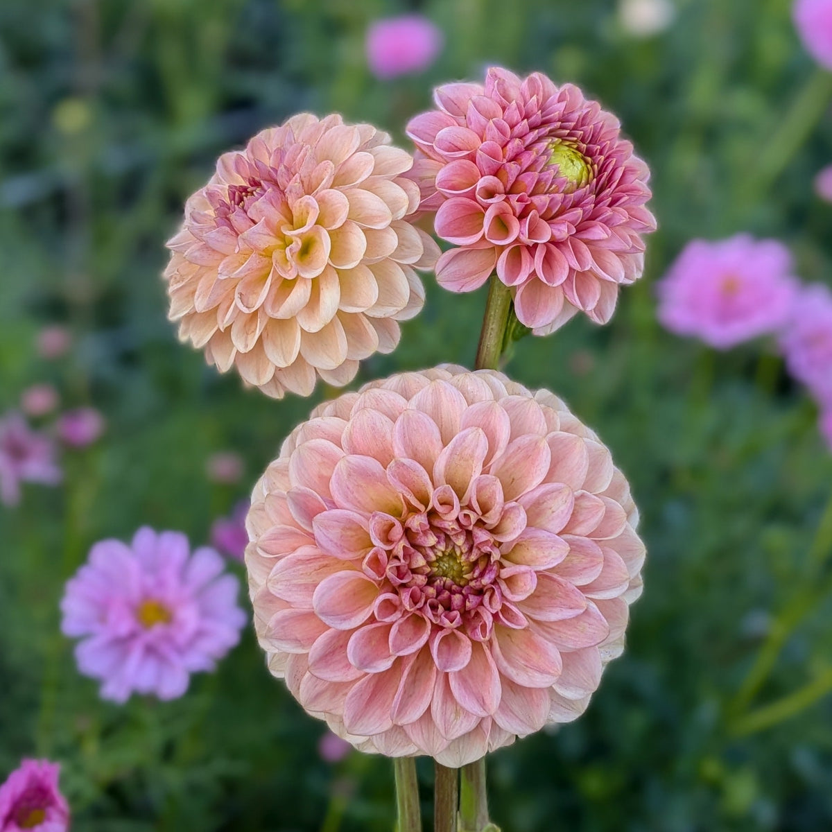 KA's® Sicilian Summer - TUBER