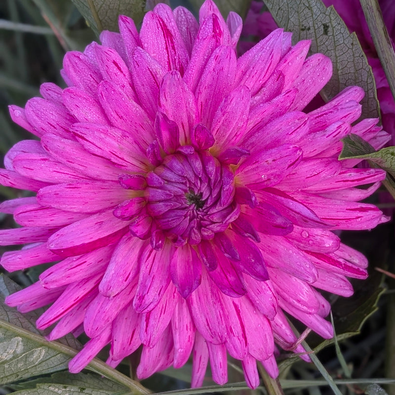 River's Amanda - RUBBER