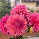 Bloomquist Azalea - TUBER