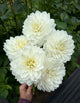 Hollyhill Snow Queen - TUBER