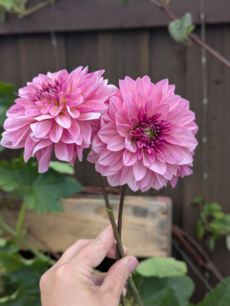 Lee’s Sparkleberry - TUBER