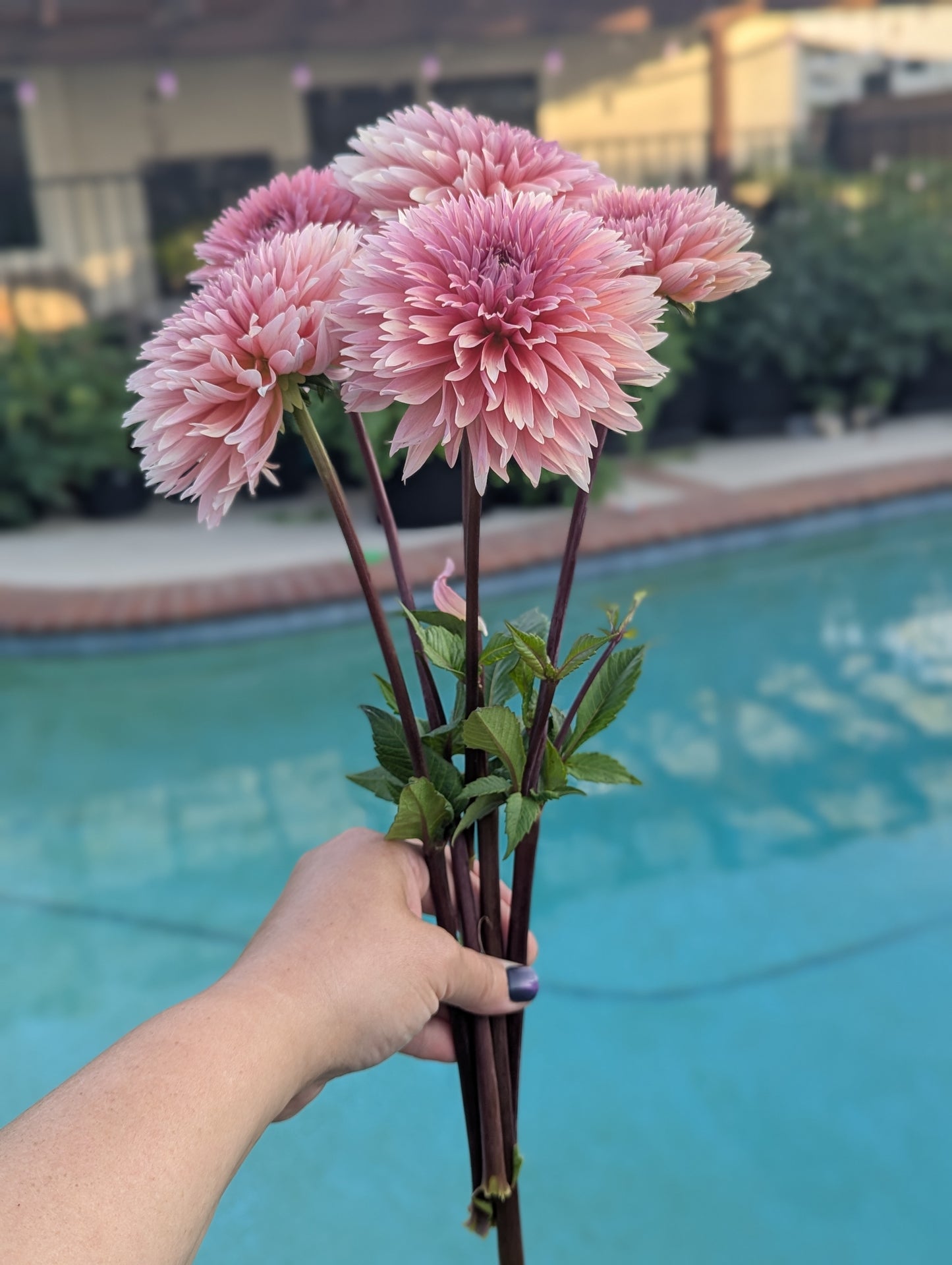 Lee’s Canella Fizz - TUBER