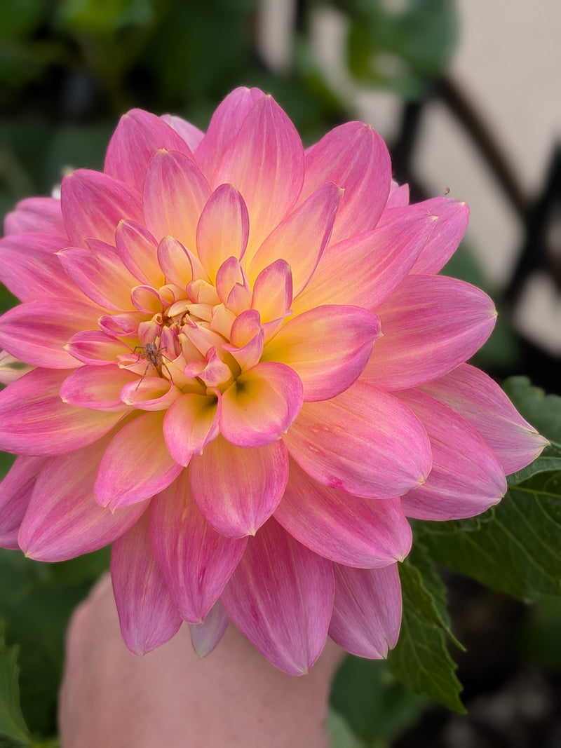 Burfoot Lotus - TUBER