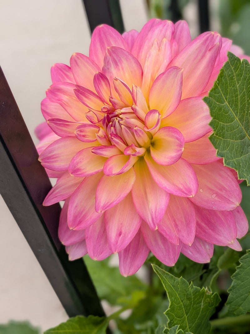 Burfoot Lotus - TUBER