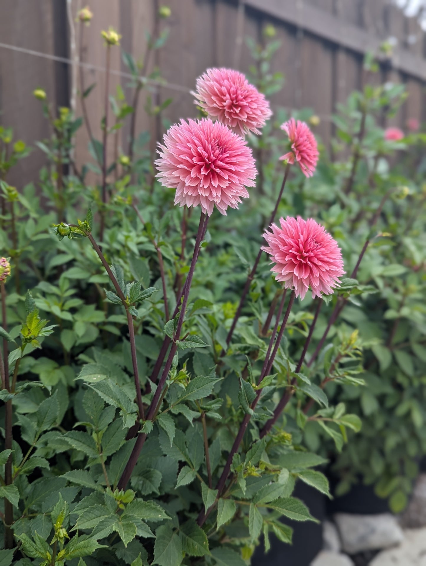 Lee’s Canella Fizz - TUBER