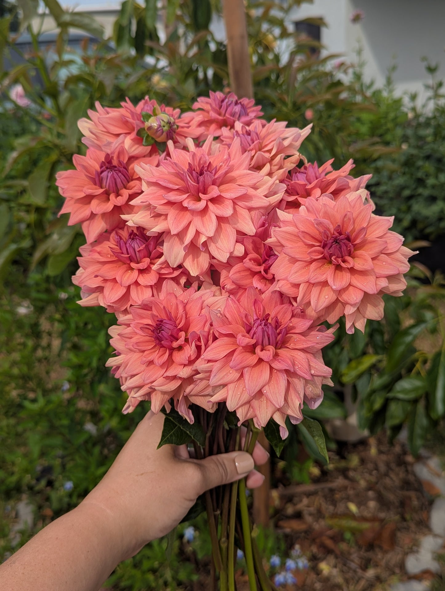 Lee's Mariposa- TUBER