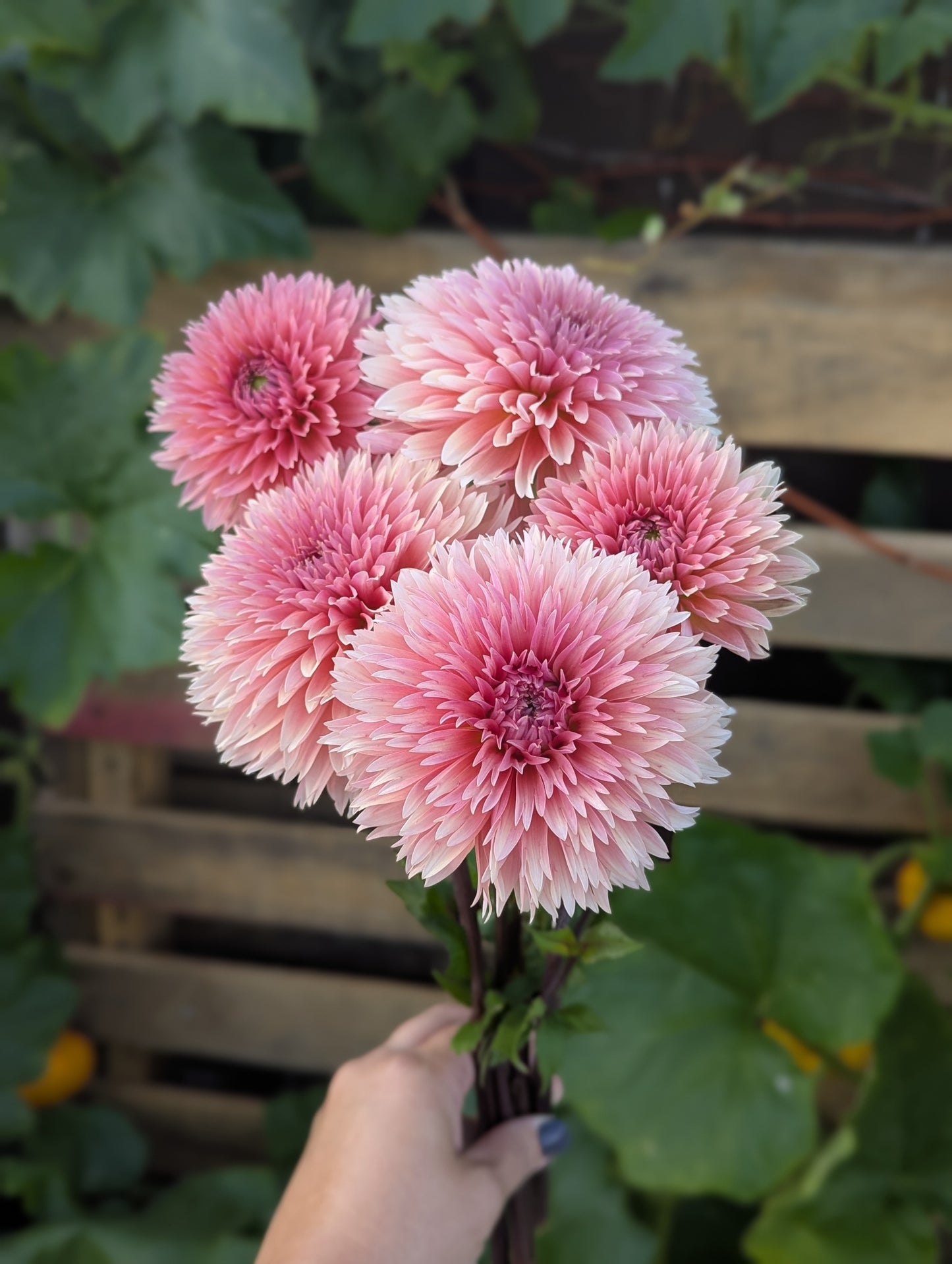 Lee’s Canella Fizz - TUBER
