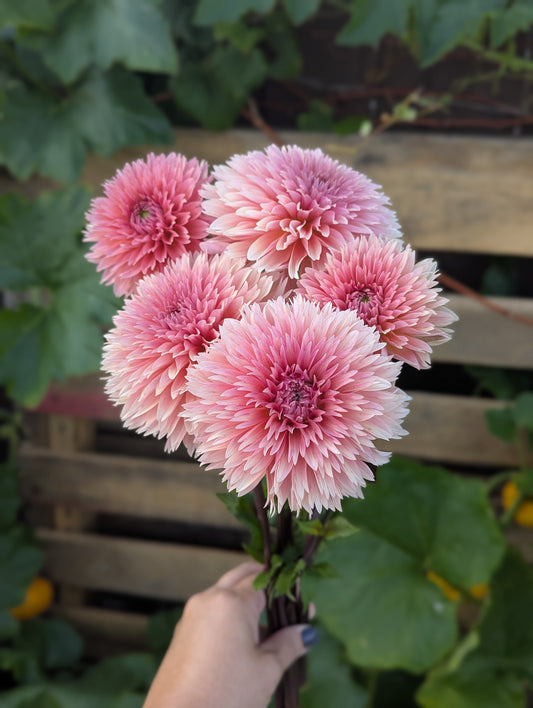 Lee’s Canella Fizz - TUBER