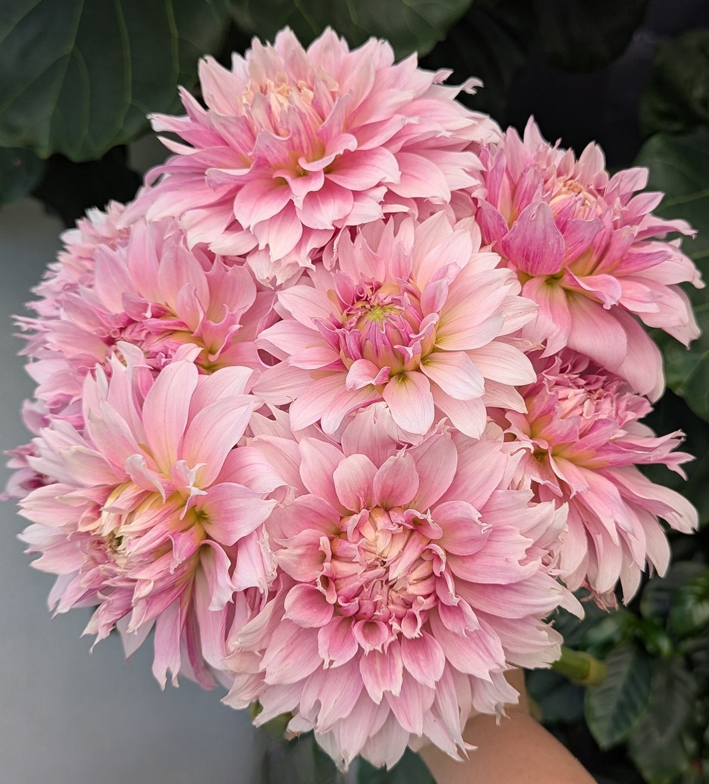 Lee’s Angelica - POTTED PLANT (3" Pot)