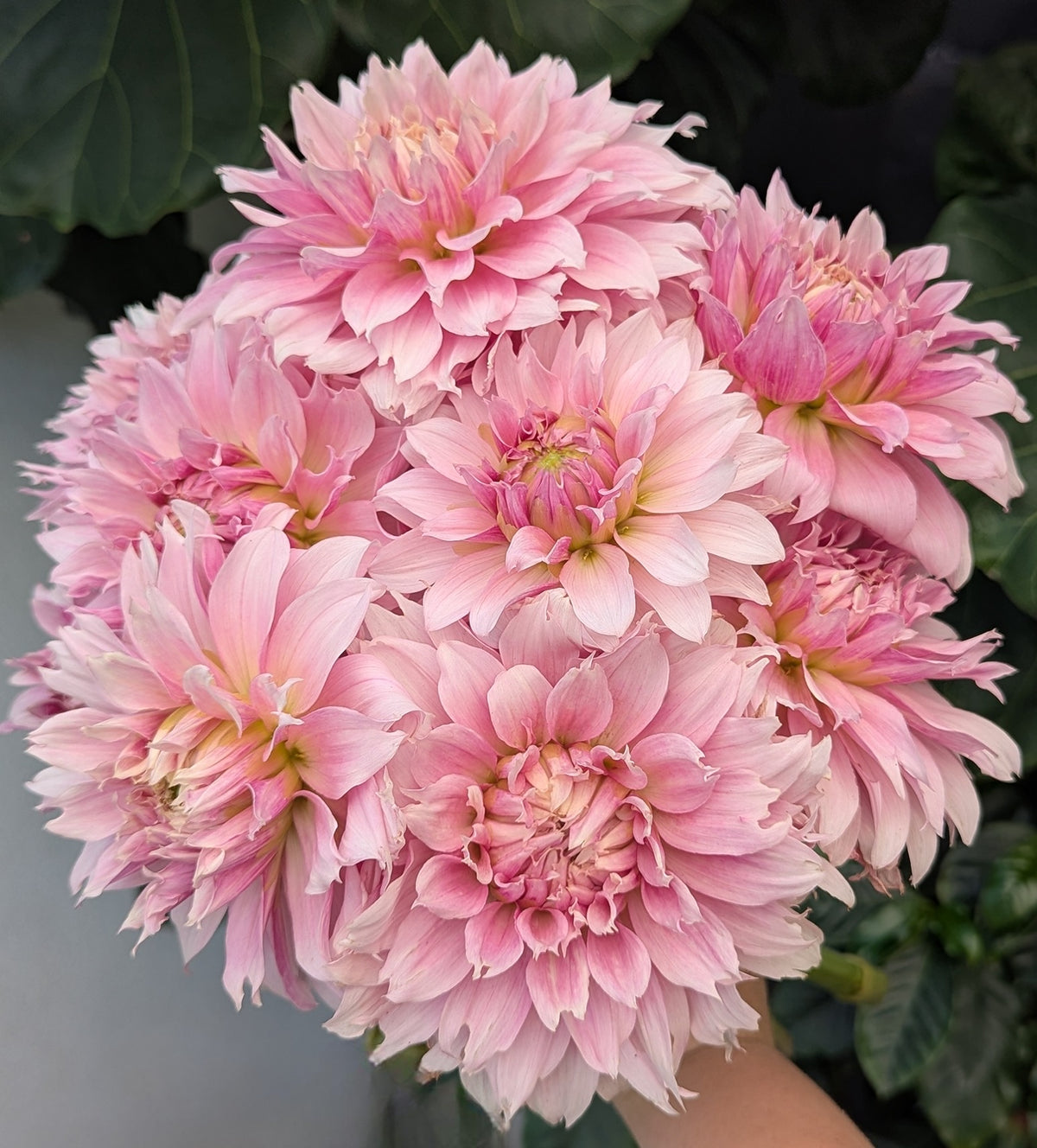 Lee’s Angelica - TUBER