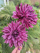 Hollyhill Bewitched - TUBER