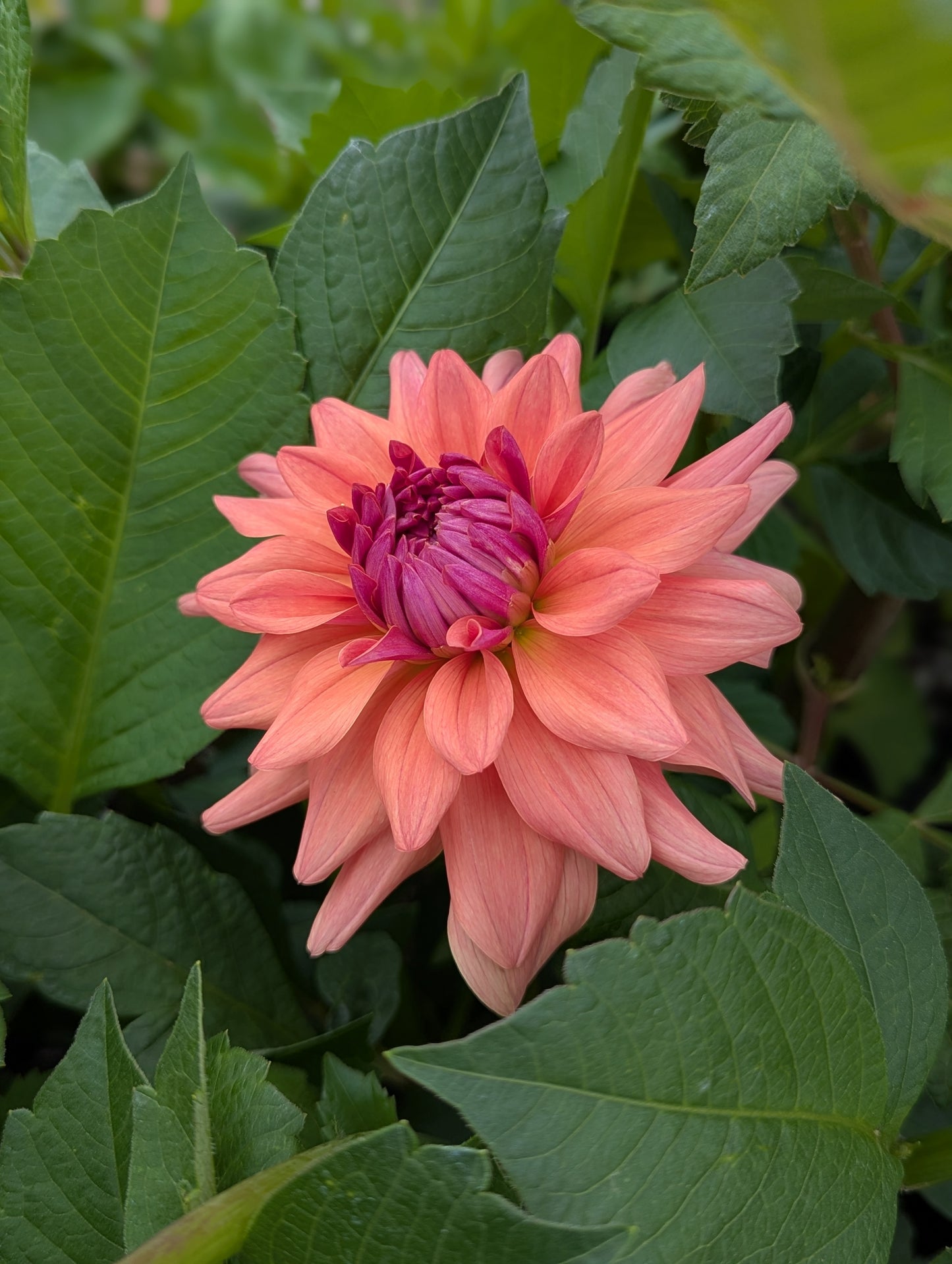 Lee's Mariposa- TUBER