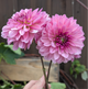 Lee’s Sparkleberry - TUBER
