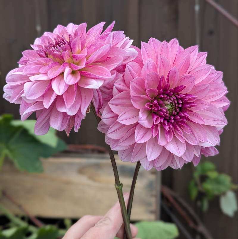 Lee’s Sparkleberry - TUBER