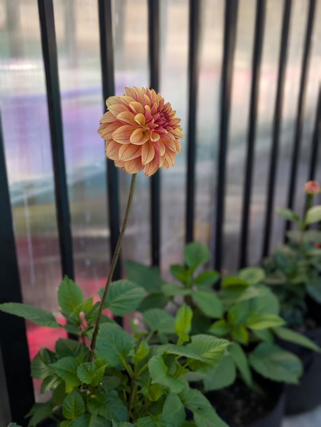 Levi's Nara (2026 New Release) - POTTED CUTTING (3.5" Pot)