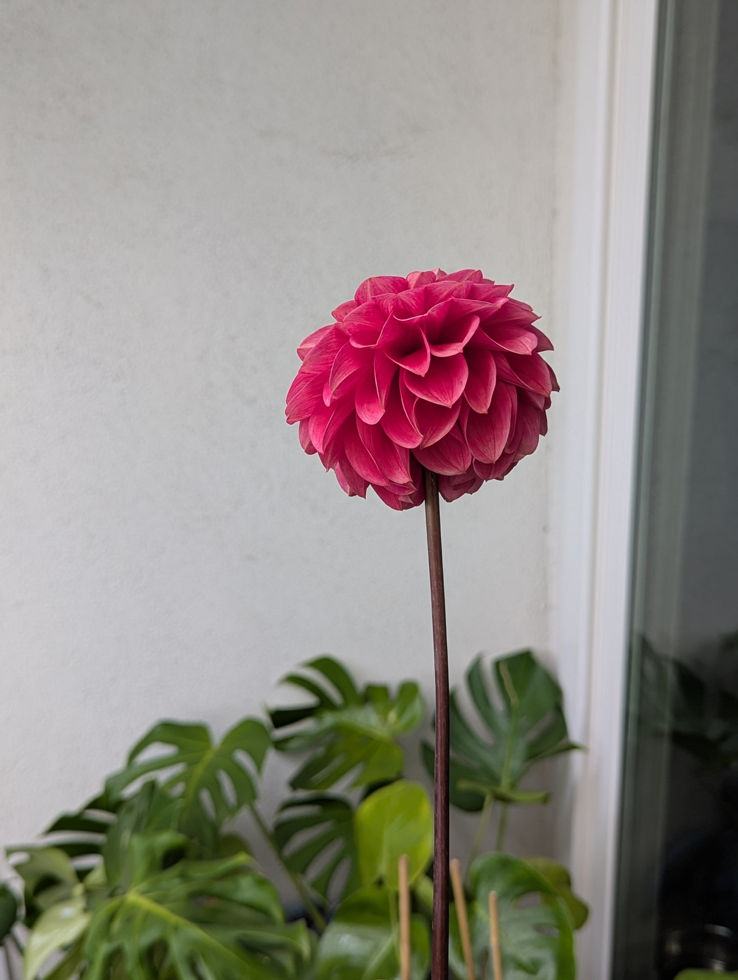 Levi's Melon (2026 Release) - POTTED PLANT (4" Pot)