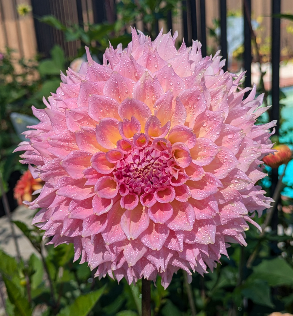 Lee's Pink Grapefruit - TUBER