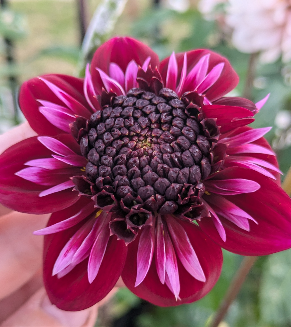 Rosie Raven - POTTED PLANT (4" Pot)