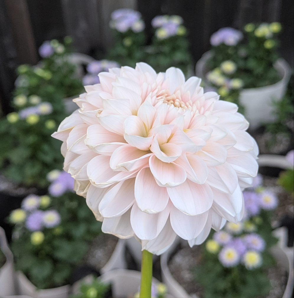 Lee's Kewpie - TUBER (mini clump)
