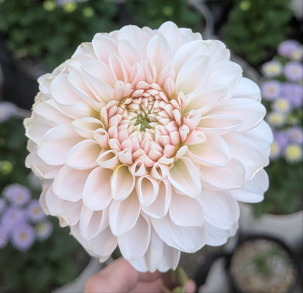 Lee's Kewpie - TUBER (mini clump)